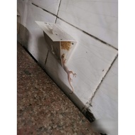 3 Pieces of Lizard Glue Lizard Glue Gecko Trap Glue Gecko Sticker Bird's Nest House Lizard Trap Liza