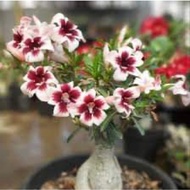 100% Legit Adenium Double al Seeds plus Freebie High Germinaton Tropical Flower Seed