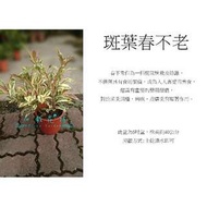 心栽花坊-斑葉春不老/6吋盆/藥用香料香草/售價180特價150
