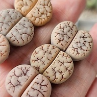 Lithops colour set Gracilidelineata pink orange cute (C188A/C189A/C374A 荒玉’) 大脑纹荒玉/屁屁生石花/多肉植物❤️🇲🇾Rea
