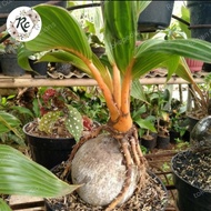 Miliki Tanaman Hias Unik Tunas Kelapa Bonsai Coconut Unique Plus Pot
