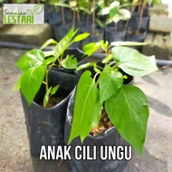 Anak Pokok Cili Ungu