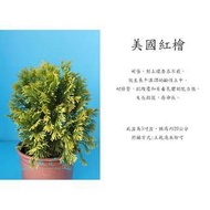 心栽花坊-黃金麝香柏/5吋/觀賞植物/松杉柏檜/售價360特價300