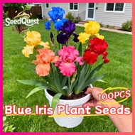100% Original 100pcs Mixed Color Blue Iris Flower Seeds for Planting & Gardening Blue Iris Plant See