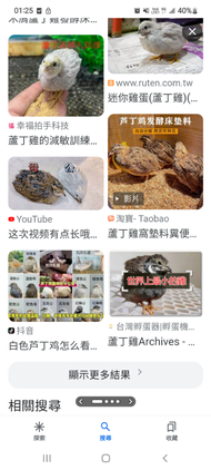 盧丁雞種蛋