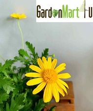 GardenMart4U Live Plant Euryops pectinatus Viridis Pokok Hiasan Pokok Hidup 银叶金木菊 梳黄菊