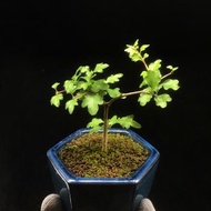 SG303-日本小香楓優選株🔥精品植物小盆栽禮物🔥