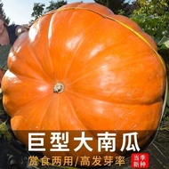 American Giant Pumpkin Seeds Extra Large Pumpkin Seeds Space Pumpkin Seeds Vegetable Seeds Spring So