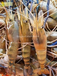 Udang Segar Fresh Udang Galah Jumbo Udang Gala 1Kg