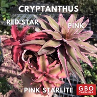 GBO Carmina: CRYPTANTHUS | RED STAR, PINK STARLITE, PINK | Live Plant