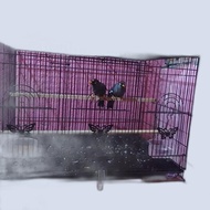 poksay mandarin sepasang gacor