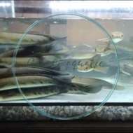 original ikan channa 21-25 cm maru yellow sentarum (red eye ) chana ys