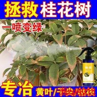 有機肥 花肥 開花肥 肥料 氮磷鉀 磷鉀肥 磷酸二氫鉀 【月月開花】桂花營養液專用肥料專治葉尖干枯黃葉花期短專用肥