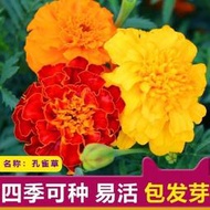 現貨 批發批發　孔雀草花種籽子混色耐旱陽臺盆栽庭院花卉四季種易活小萬壽菊種子