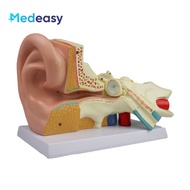 Human ear anatomy model,Human ear model