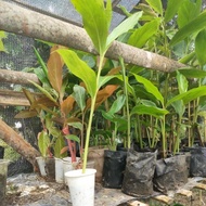 kantan merah gred B/bunga merah