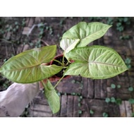 Syngonium Plant/Anak Pokok Keladi Hiasan