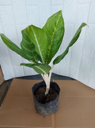 Moonlight bay Aglaonema variety - indoor or outdoor plant - available for luzon area only