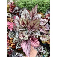live plant Begonia Rex Hugh McLaughlin 秋海棠