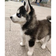 Husky Husky Puppy