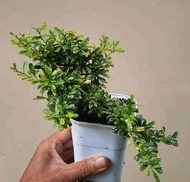 SAENG SIMBUR VIETNAM MIKRO VARIGATA BUNGA UNGU