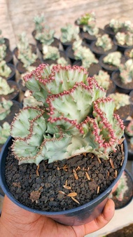 kaktus Euphorbia lactea silver