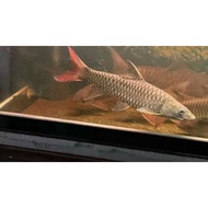 Tor putitora HB 56cm Code H1A7