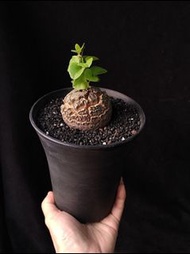 紅紋) 南非龜甲龍   5.9cm    連 花盆 塊根 植物 盆栽 Plant  caudex 非象牙宮【實拍。只此一盆】 👑 9年老店