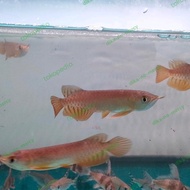 Baru Ikan Arwana Golden Red Baby 10Cm