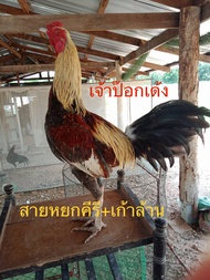 ไข่เชื้อไก่ชนพม่าง่อนแม่นคม พ่อพันธุ์ตามคลิปที่ลง สายเลือดเงินล้าน หนึ่งชุดมีไข่ 3 ฟอง ไข่สดเก็บทุกวัน