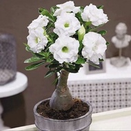 Tanaman hias adenium bunga tumpuk putih (white)