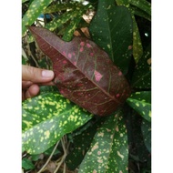 anak pokok puding bintik/ikan emas