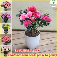 Easy to grow丨Rare Azalea Plants Bonsai Seeds Potted Rhododendron Seed Flower Seeds for Planting (50 