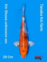 Ikan Koi Import Kin Showa Farm Tanaka