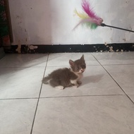 kucing Munchkin bicolor / kucing cebol bsh / kucing kaki pendek British shorthair
