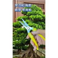 Pruning Shears Branch Shears Pruning Straight Shears, Pruning Shears New Buds, Pruning Shears