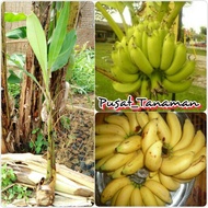 Sulur POKOK PISANG Nangka dan Kapas MURAH