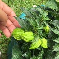 20pcs Seeds / 1 pod dried  DRIED YELLOW HABANERO biji benij super hot pepper