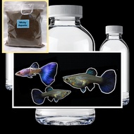 TRIO MSSBT Metal Snake Skin BLUE Tail Bonus Pakan Pelet Guppy 10 Gram