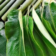 DAUN LEREK🌱10 HELAI (1SET🌱)