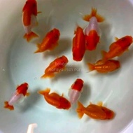 Bibit Ikan Mas Koki Ranchu (Size M) / Ikan Hias / Bibit Ikan