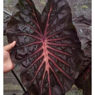 Colocasia Pink Ribbon ( Fresh Cutting )