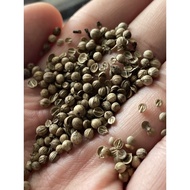 Coriander Microgreen (Cilantro)
