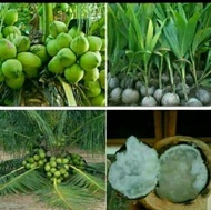 Bibit Kelapa Kopyor