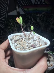 簇生福桂花  Fouquieria fasciculata