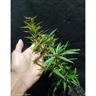 ficus california / beringin california bahan bonsai import