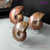 HOJB Madagascar Ammonite Prosperity Color Shell Feng Shui Ornament 75-90mm 聚寶軒马达加斯加斑彩发财螺"六六大顺"招财风水摆件