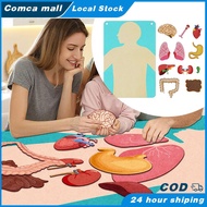 Body Parts Learning Kit / Felt Artcraft Human Anatomy 3D Organ Costume Cognitive Board For Kids Sens