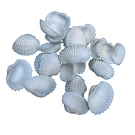 200Pcs Cangkang Tiram / Cangkang Kerang Putih / Kerang Dara / Kulit Kerang Prakarya