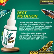 Obat Mutasi Ikan Channa Best Mutation Vitamin Ikan Channa Maru Barca